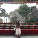 문텐 | 해운대 달맞이길 부산 벚꽃 명소 문텐로드 벚꽃 개화