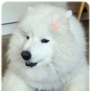 강아지 개껌 이갈이 덴탈껌 추천 2개월 급여 방법 후기