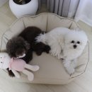 둥지애견 | 강아지쿠션 애견방석 신상 퍼핑빈백소파 후기