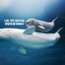 하얀고래 이미지