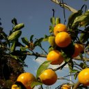 지성농장 이미지