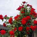 꽃의계절 이미지