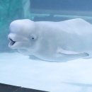 약속의 바다 이미지