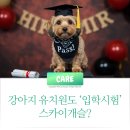 스카이개슬 | 강아지 유치원도 ‘입학시험’? 🐶 스카이개슬 현실과 집사가 준비할 것들