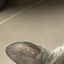 자스민 동물병원 | 냥생 7세에 걸려버린 링웜🩹 에코시티동물병원 자스민동물병원 내원후기(링웜치료비용/소독약/알파헥시딘...