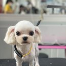 디오펫살롱 이미지