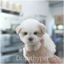 대구강아지분양 도로시펫 이미지