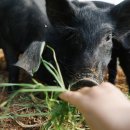 김성만농장 이미지