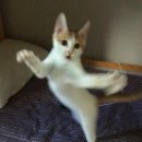 얏호