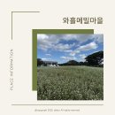 와흘메밀마을 | 제주 동쪽 와흘메밀마을 메밀꽃 축제, 메밀밭 실시간 후기