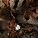 용당산 시루봉 비룡산 호랑산(청도의 들꽃 들) 이미지