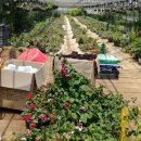 반석농장 이미지