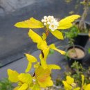 산들국수 - 제주시 | 산들국수