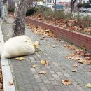 논공읍사무소 네이버블로그