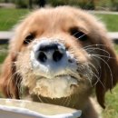 멍푸치노 이미지