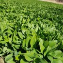 한진2농장 이미지