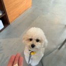 [공지] [공덕] 마포 경의선숲길 이어커피로스터스 /카페추천/애견동반 가능/아몬드라떼/바질밀크티