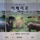 애막골 이걸굽네 | 춘천 애막골 숯불 고깃집 이걸 굽네 / 새벽 3시까지, 이베리코 흑돼지, 내돈내산 후기
