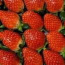 안방농장2 이미지