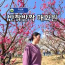 (주)기장교통 | 부산 기장 반짝반짝 매화원 2026 개화시기 입장료 주차 솔직후기!