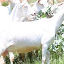 최정언유산양목장 이미지