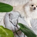 바브로(babro) 이미지