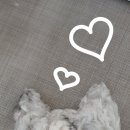 캣푸치노 이미지