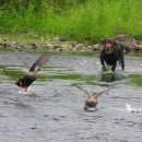 오리사냥 이미지