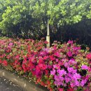 교대부설초등학교건너 이미지