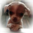 그곳에 비엘로 | 거지로연초살아남기