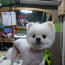 헬로도그맘