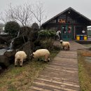 [제주도 여행] 제주도 한 바퀴 4박 5일 여행 4(새별프렌즈, 소품샵, 먹방투어)