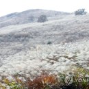 은빛자태 가을바람에 춤춘다'..합천 황매산 억새축제 15일 개막 이미지