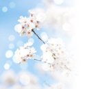 귀뚜라미 서비스 티스토리