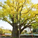 방학동 은행나무 이미지