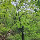 [블랙야크 100대 명산] 보은 구병산(877m)/ 코스를 잘 선택해야만 하는 산..