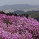 봄꽃 축제 이미지