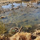 발안천 산책로 이미지