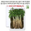 뿌리# 이미지