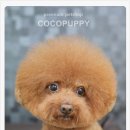 토미펫샵 이미지