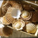 더가리비 이미지