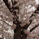 금호강3 이미지