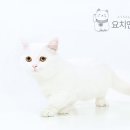 청주캣브리더 이미지