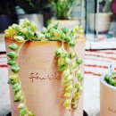 오금농장 이미지