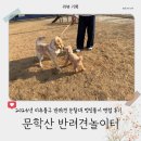 역전의 댕댕이 펫택시 | [리뷰] 2026년 인천 미추홀구 반려견 순찰대 멍딧불이 면접 후기🐶