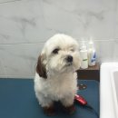 24시청주i동물병원 이미지