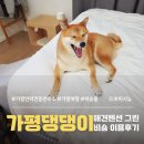상업용 97 | 가평 반려견 동반 숙소 &#39;댕댕이 애견펜션 그린 비숑룸&#39; 이용 후기
