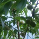 산골복숭아농장 이미지