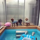 Dogi Dogi(도기도기) 이미지