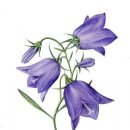 색연필 보태니컬 아트 이미지